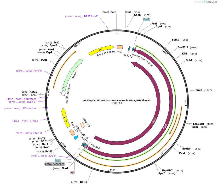 213969-plasmid-map-sequence-id-431694
