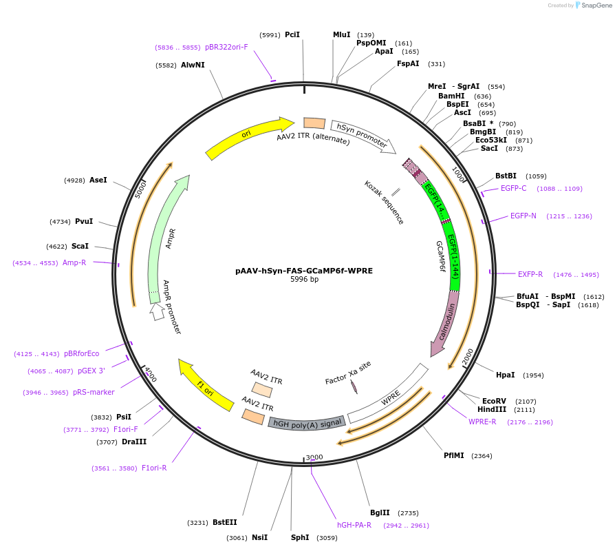 216277-plasmid-map-sequence-id-431696