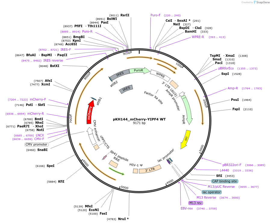 214972-plasmid-map-sequence-id-431700