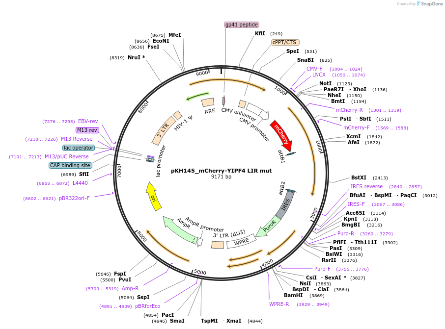 214973-plasmid-map-sequence-id-431702