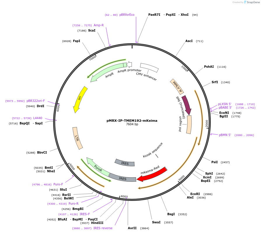 215358-plasmid-map-sequence-id-431709