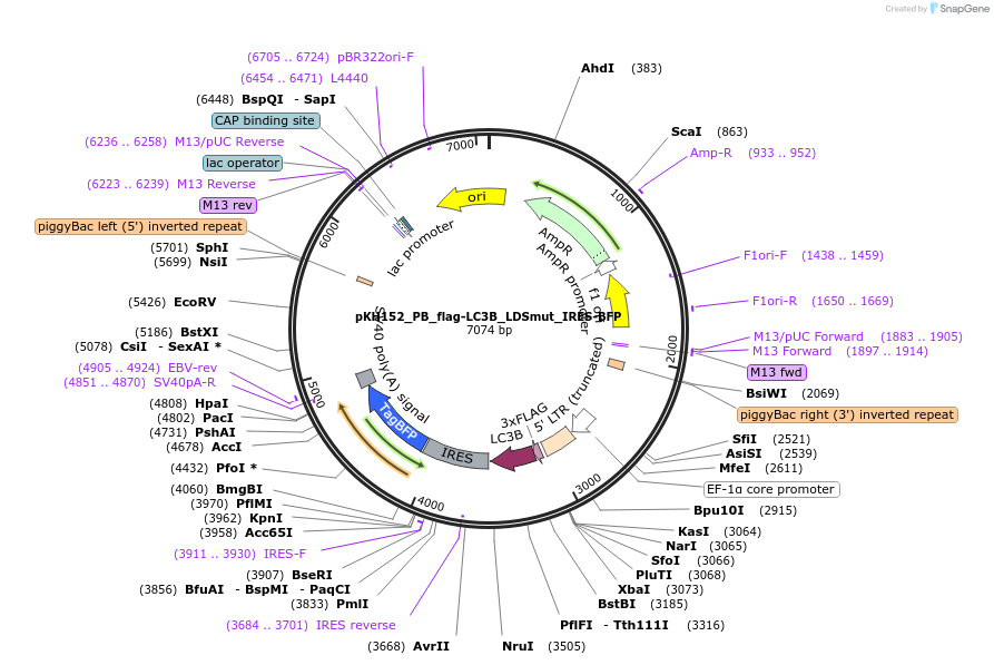214977-plasmid-map-sequence-id-431710