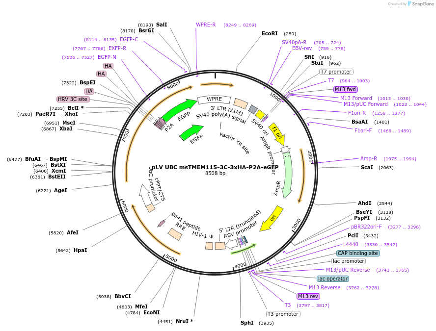 214997-plasmid-map-sequence-id-431712