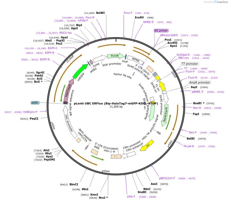 215012-plasmid-map-sequence-id-431714