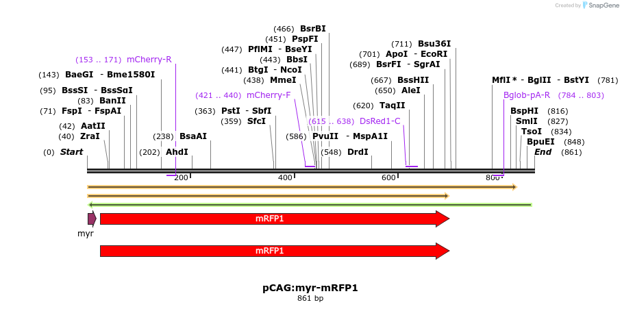 43172_map