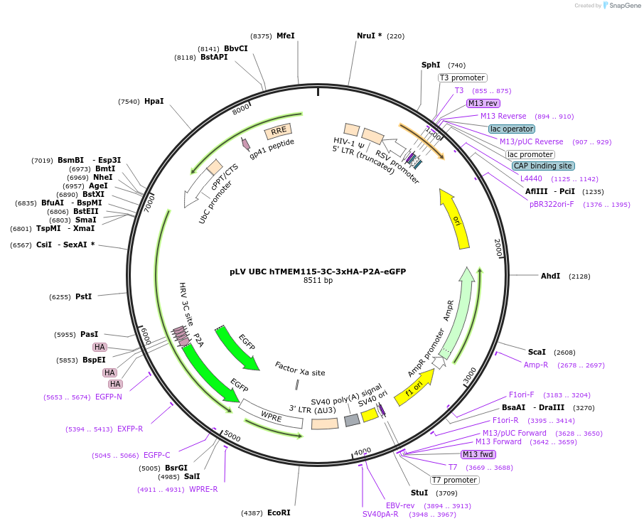 214996-plasmid-map-sequence-id-431746