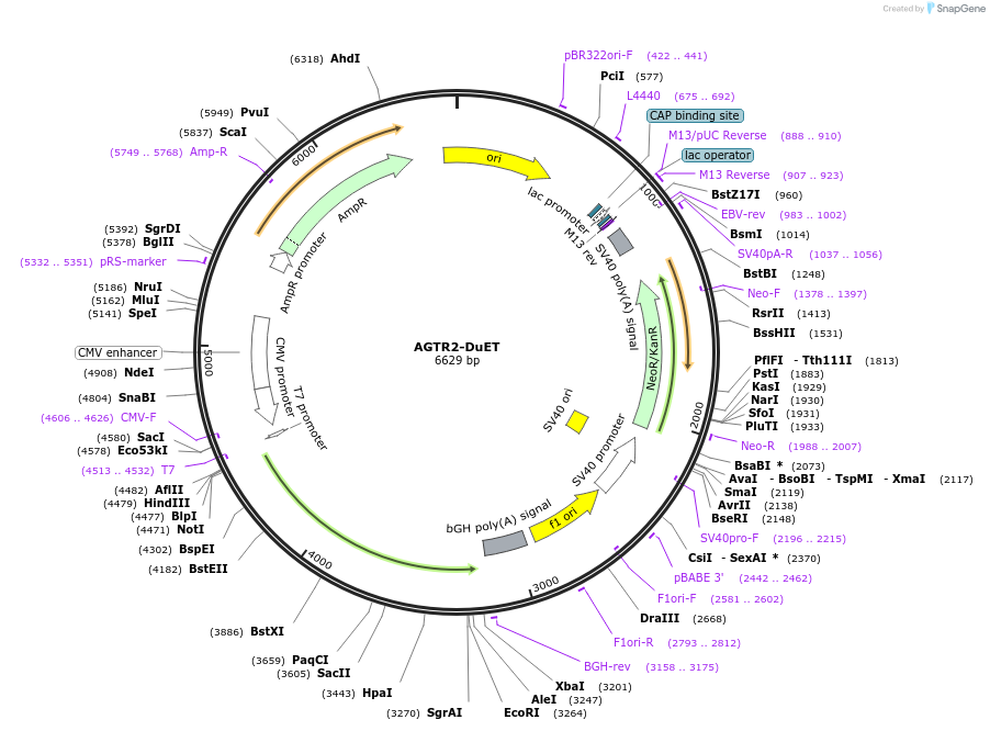 213184-plasmid-map-sequence-id-431748