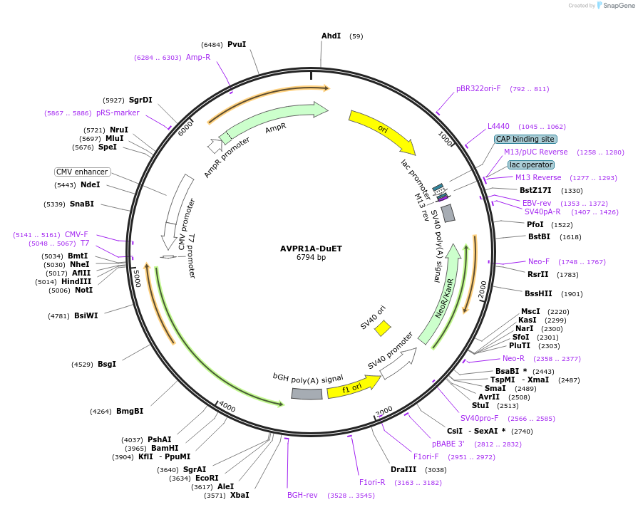 213186-plasmid-map-sequence-id-431750