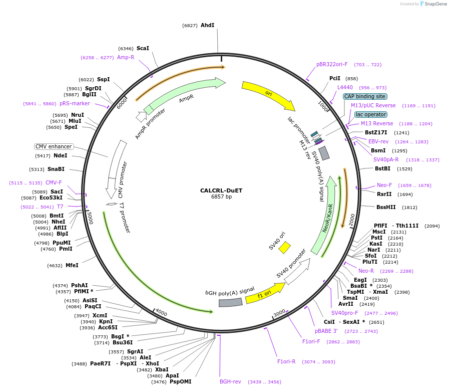 213194-plasmid-map-sequence-id-431751