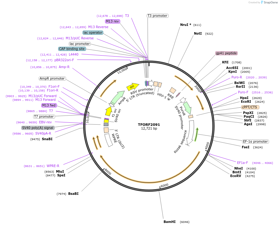 144382-plasmid-map-sequence-id-431759