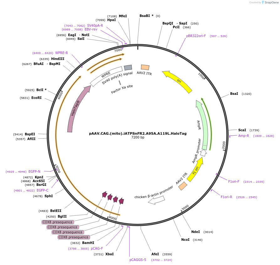 209722-plasmid-map-sequence-id-431762