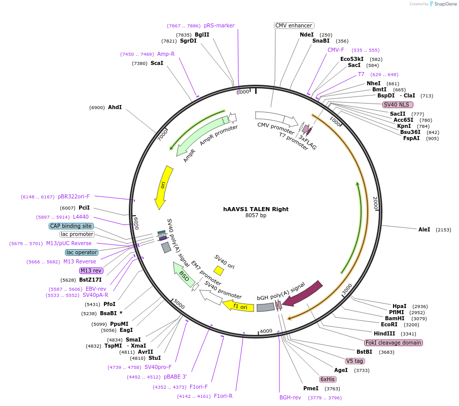 52342-plasmid-map-sequence-id-431781