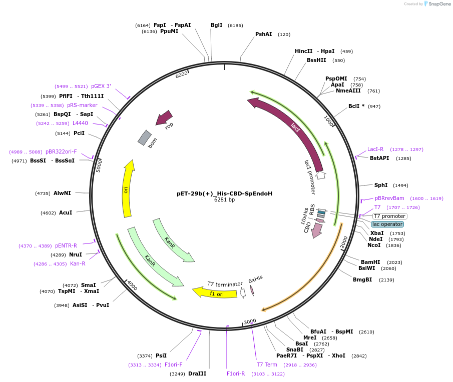 218196-plasmid-map-sequence-id-431799