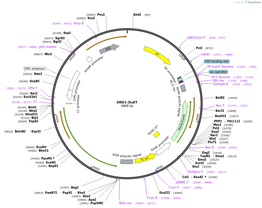 213227-plasmid-map-sequence-id-431800