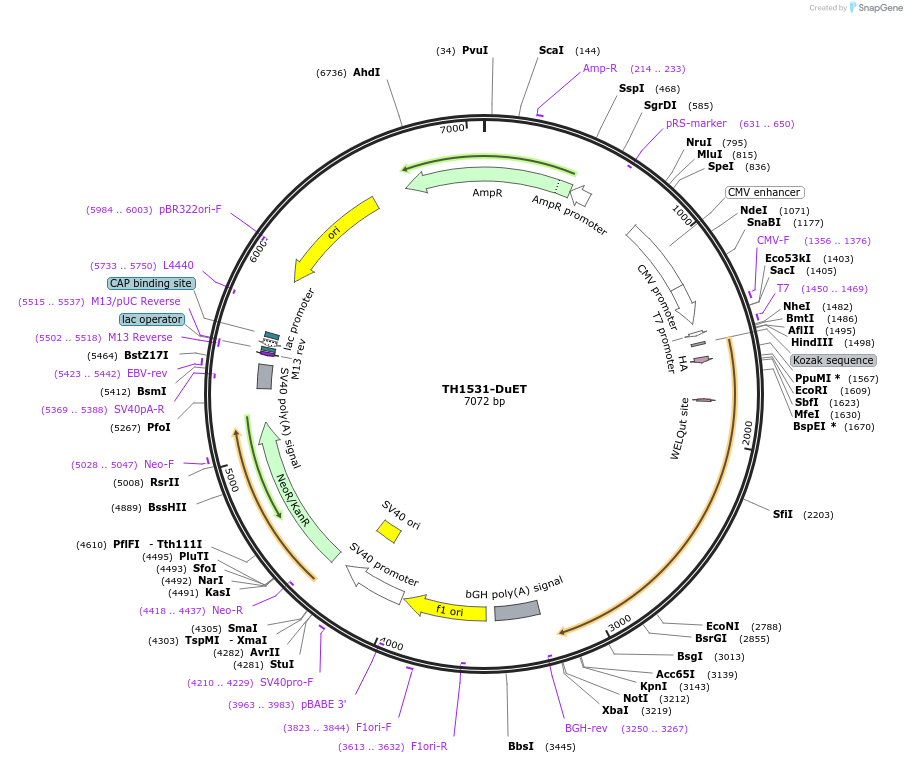 213243-plasmid-map-sequence-id-431802