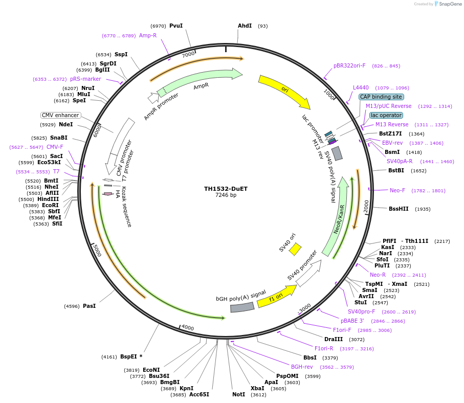 213244-plasmid-map-sequence-id-431803
