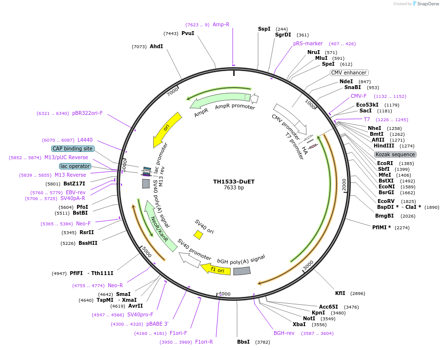 213245-plasmid-map-sequence-id-431805