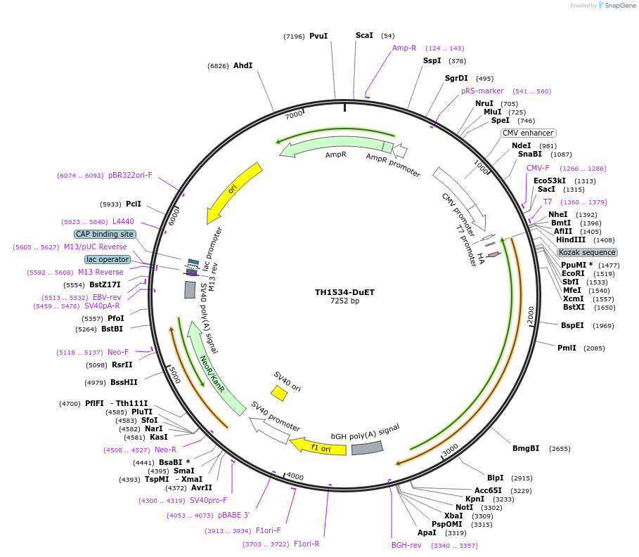 213246-plasmid-map-sequence-id-431806