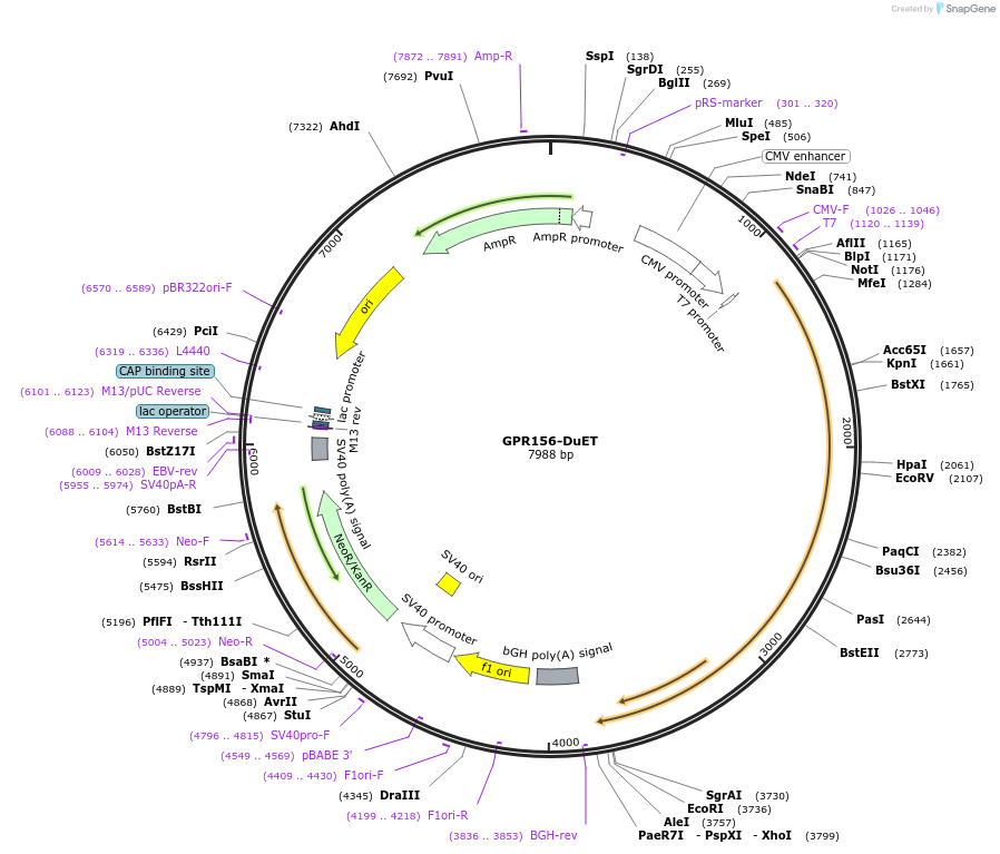 213267-plasmid-map-sequence-id-431807