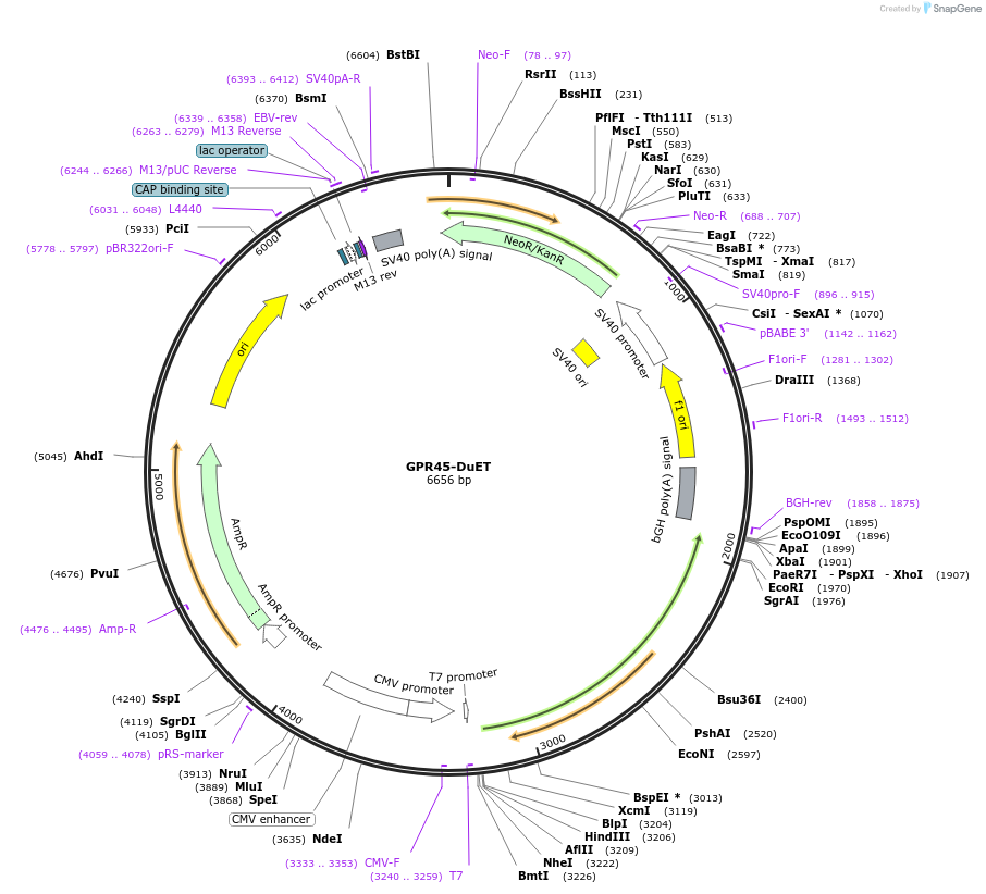 213284-plasmid-map-sequence-id-431809