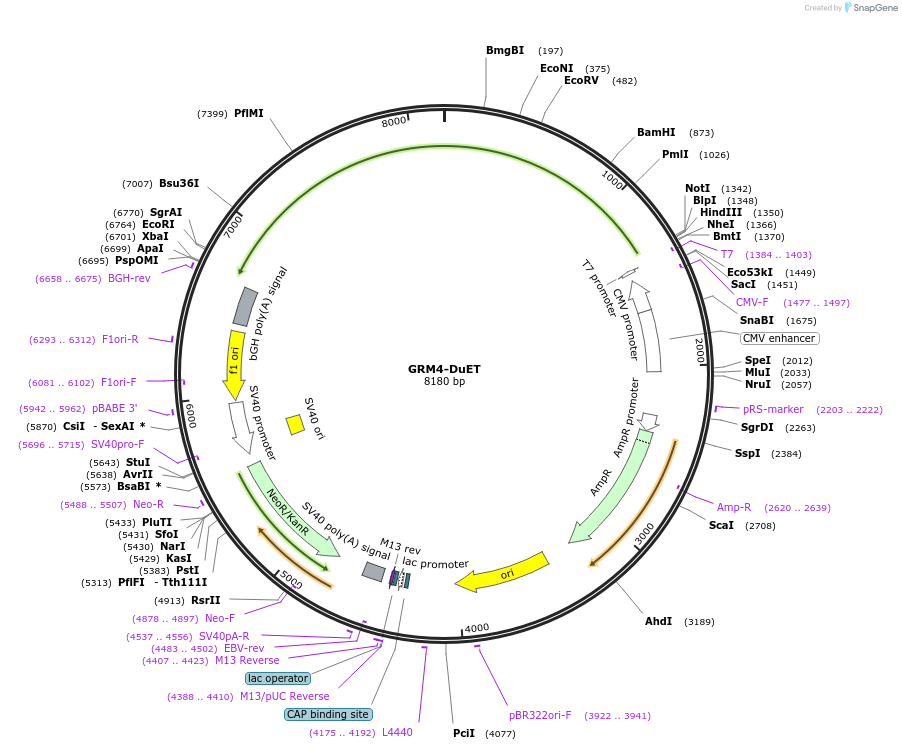 213302-plasmid-map-sequence-id-431810