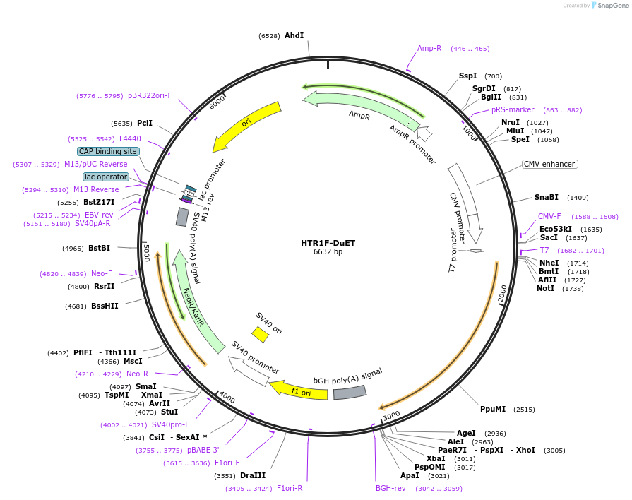 213320-plasmid-map-sequence-id-431815