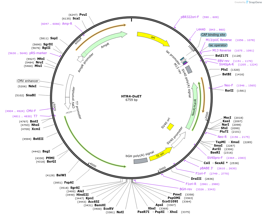 213324-plasmid-map-sequence-id-431817
