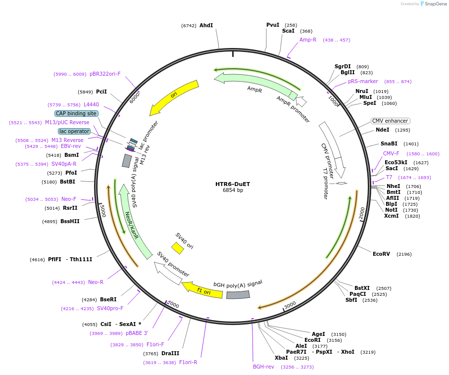 213326-plasmid-map-sequence-id-431819