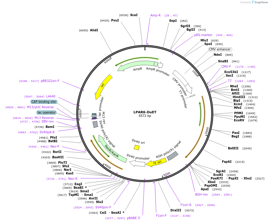 213332-plasmid-map-sequence-id-431820