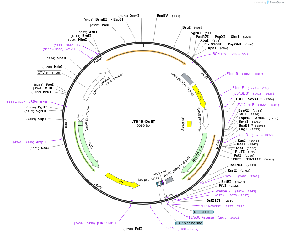 213333-plasmid-map-sequence-id-431822