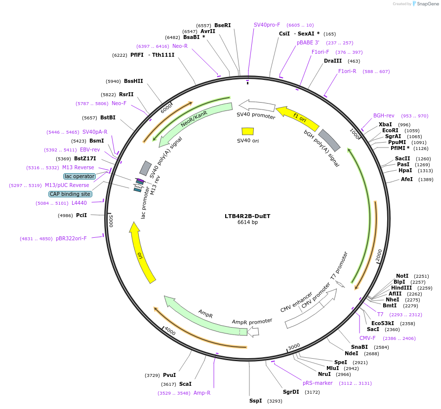 213334-plasmid-map-sequence-id-431823