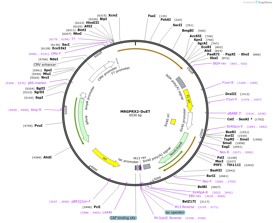213345-plasmid-map-sequence-id-431824