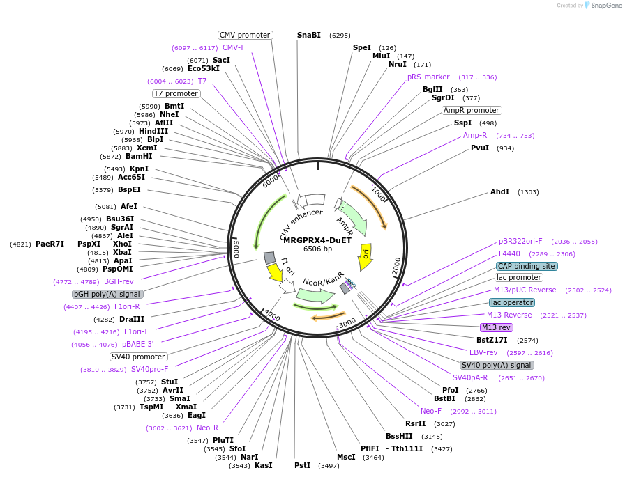 213347-plasmid-map-sequence-id-431825