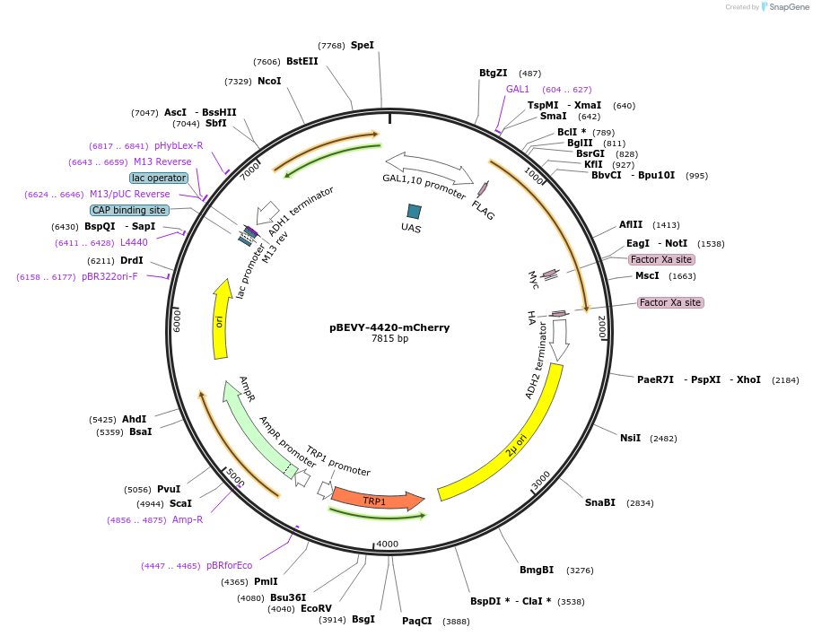 218828-plasmid-map-sequence-id-431848