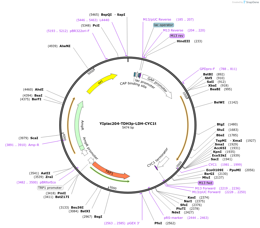 216121-plasmid-map-sequence-id-431851