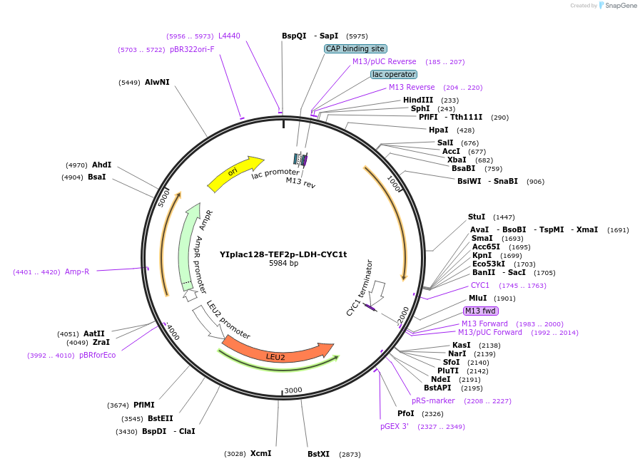 216120-plasmid-map-sequence-id-431852