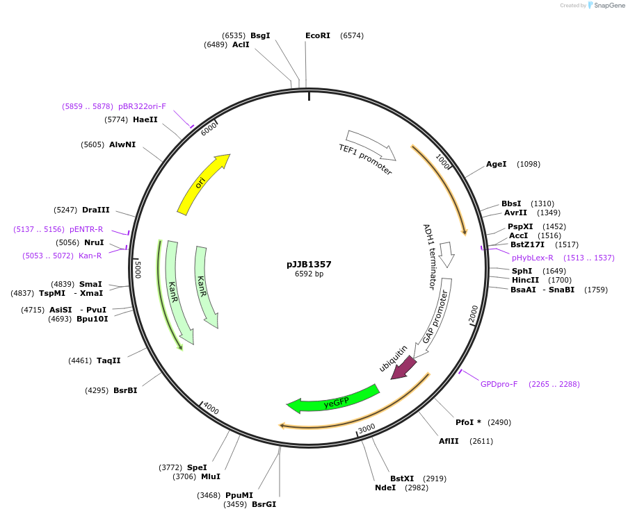 218595-plasmid-map-sequence-id-431861