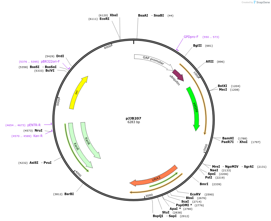 218596-plasmid-map-sequence-id-431863