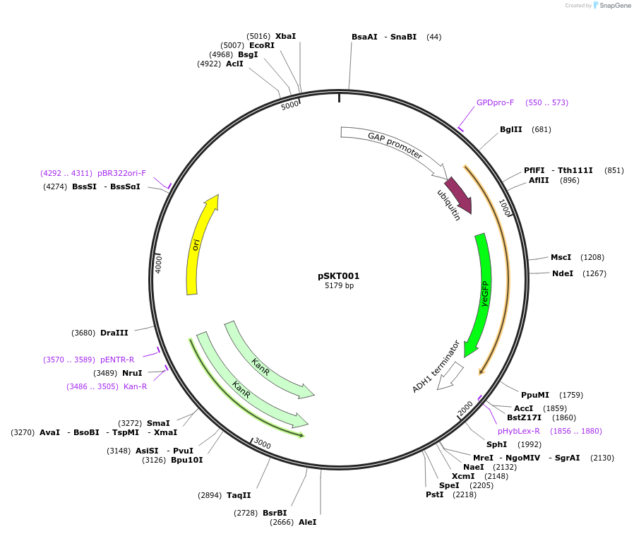 218594-plasmid-map-sequence-id-431865