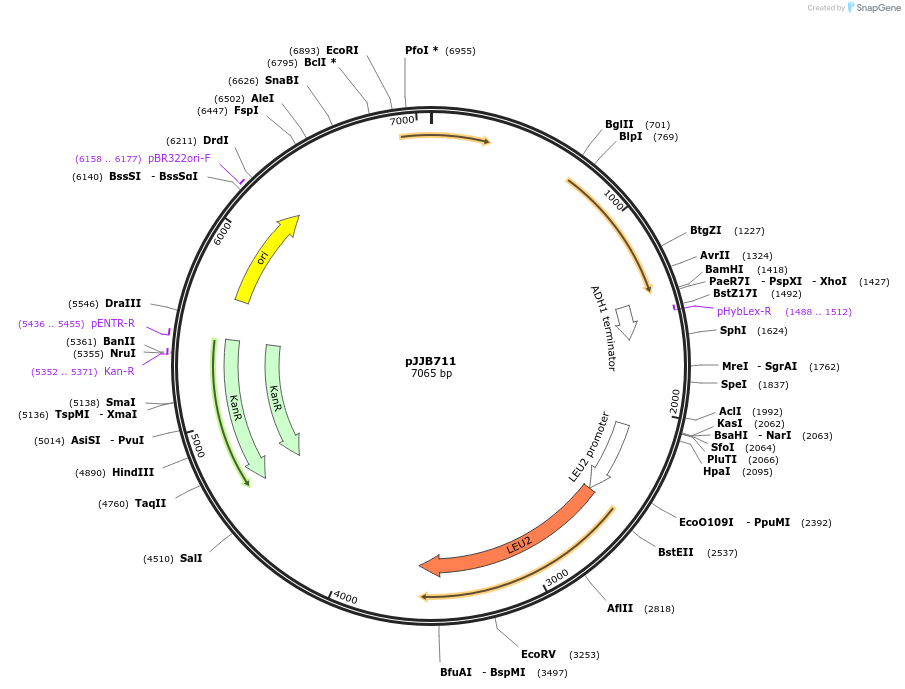 218597-plasmid-map-sequence-id-431873