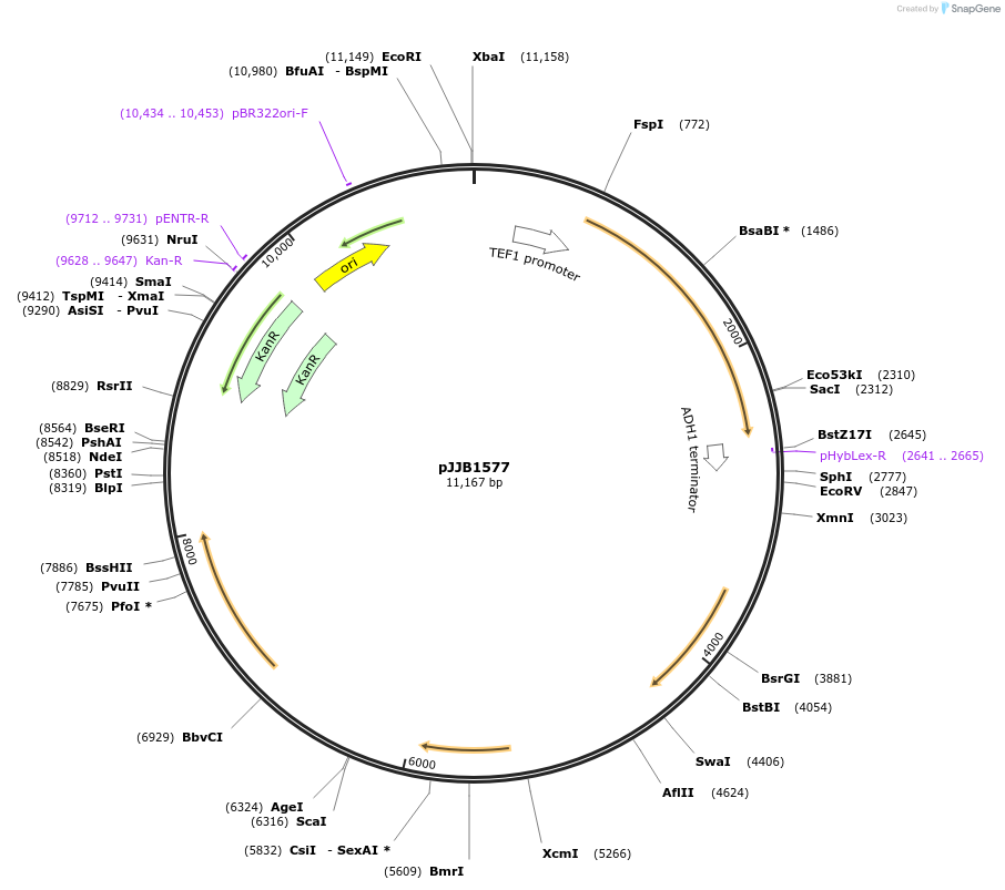 218619-plasmid-map-sequence-id-431875