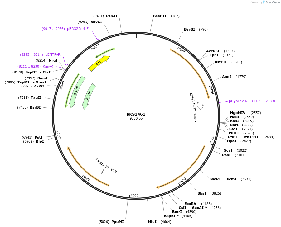 218587-plasmid-map-sequence-id-431881