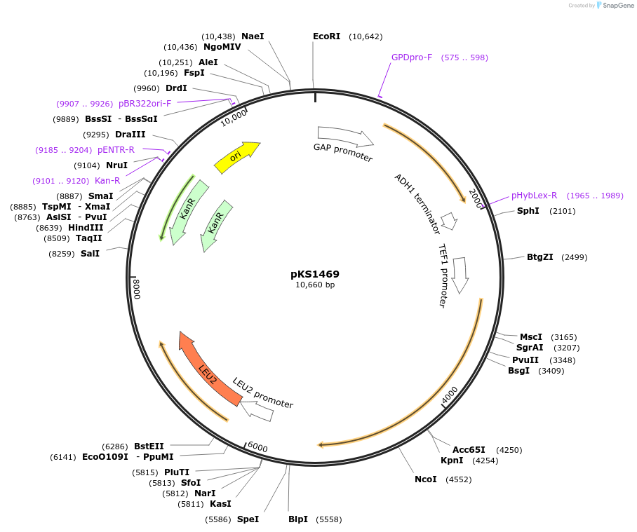 218588-plasmid-map-sequence-id-431884