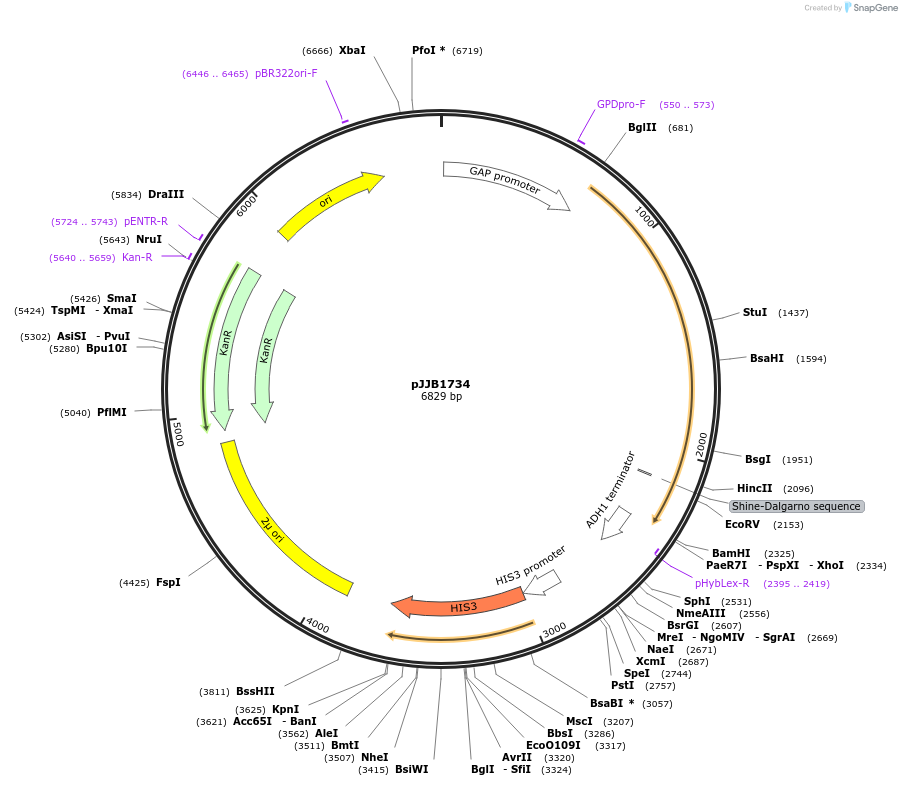 218627-plasmid-map-sequence-id-431886