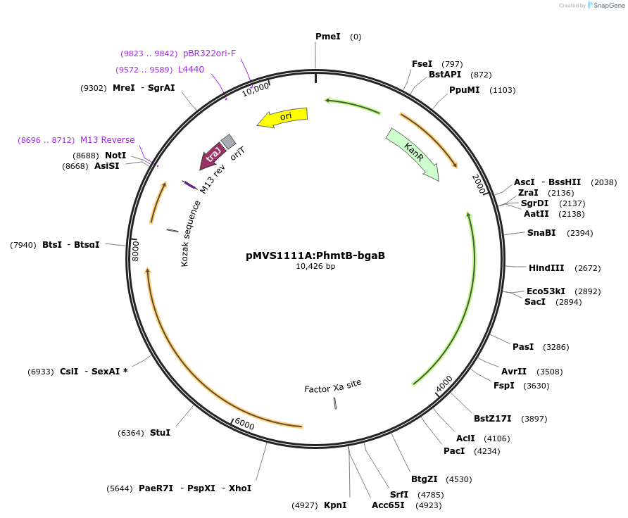 205998-plasmid-map-sequence-id-431894