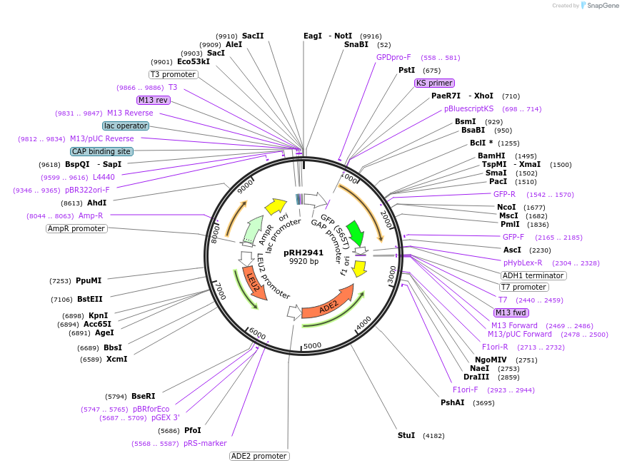210143-plasmid-map-sequence-id-431897