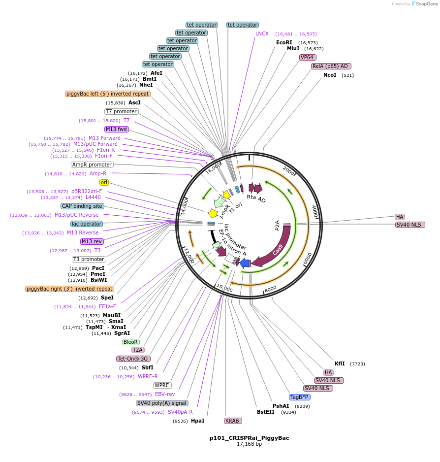 213777-plasmid-map-sequence-id-431902
