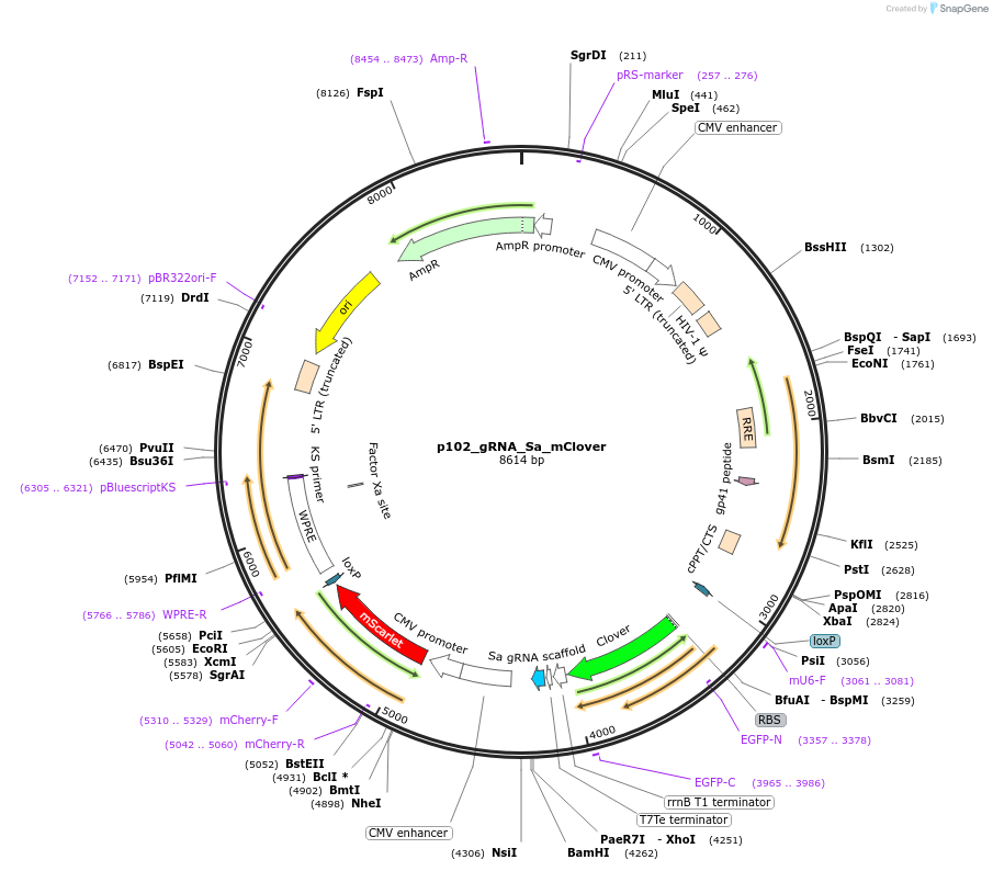 213778-plasmid-map-sequence-id-431903