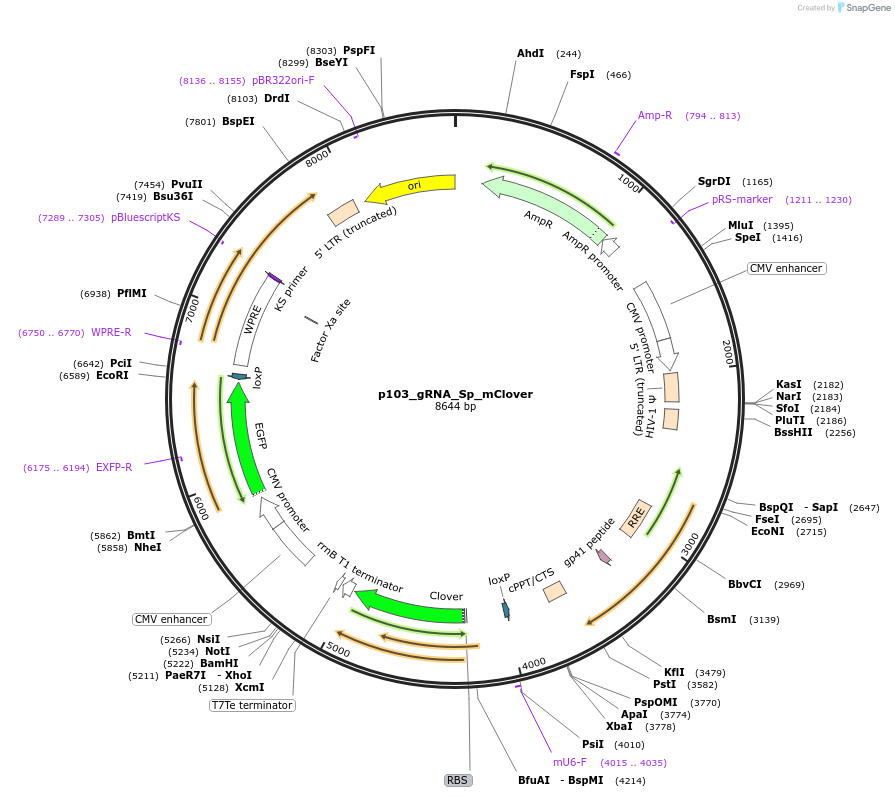 213779-plasmid-map-sequence-id-431904