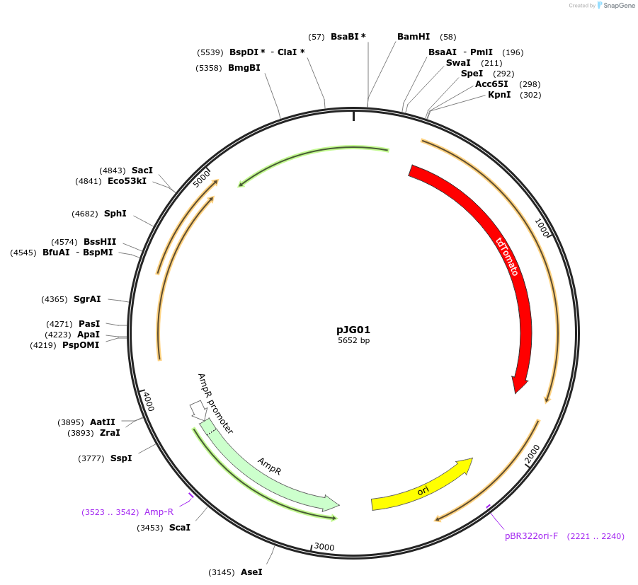 213505-plasmid-map-sequence-id-431905